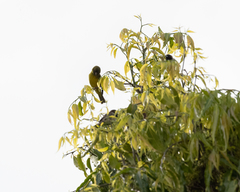 Crithagra hyposticta