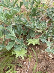 Harpagophytum zeyheri