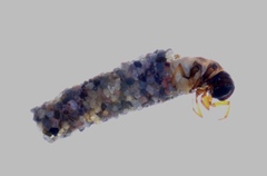 Anomalocosmoecus