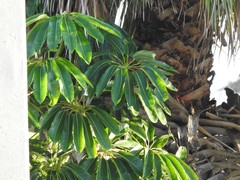 Heptapleurum actinophyllum