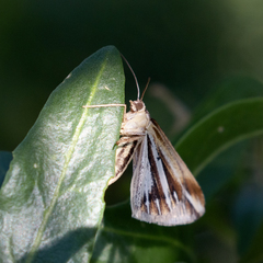 Chiasmia turbulentata