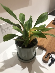 Chlorophytum orchidastrum