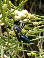 Stangeella cyaniventris