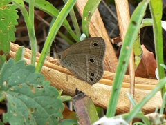 Stegosatyrus periphas