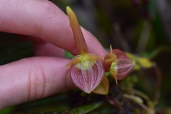 Pleurothallis ruberrima