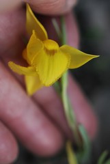Calochortus amabilis
