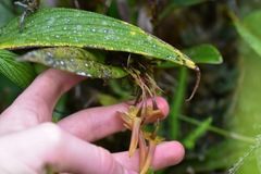 Pleurothallis ruberrima