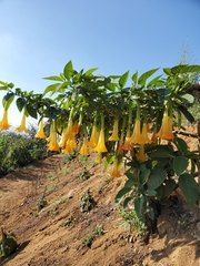 Brugmansia
