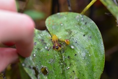 Pleurothallis cordata