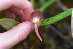 Pleurothallis ruberrima