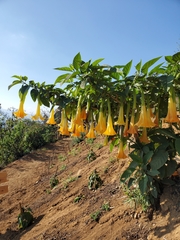 Brugmansia