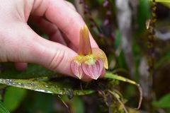 Pleurothallis ruberrima