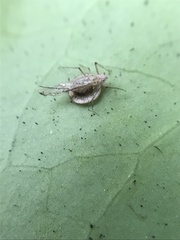 Dyscritulus