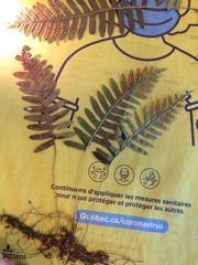 Polypodium × incognitum