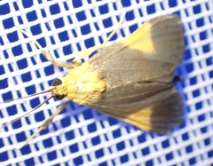Ulopeza conigeralis