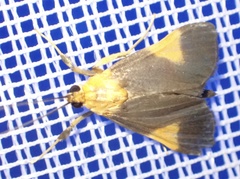 Ulopeza conigeralis