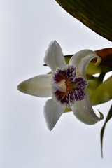 Sobralia luerorum