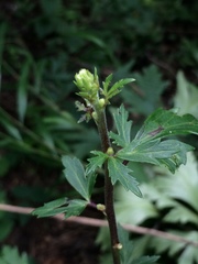 Aconitum carmichaeli