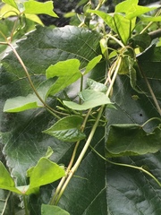 Fallopia dentatoalata