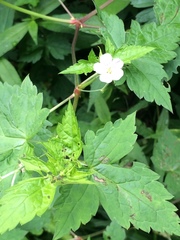 Geranium wilfordii