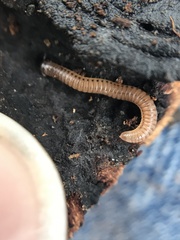 Cylindroiulus punctatus