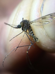 Culiseta incidens