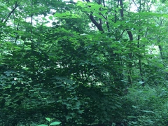 Acer davidii grosseri