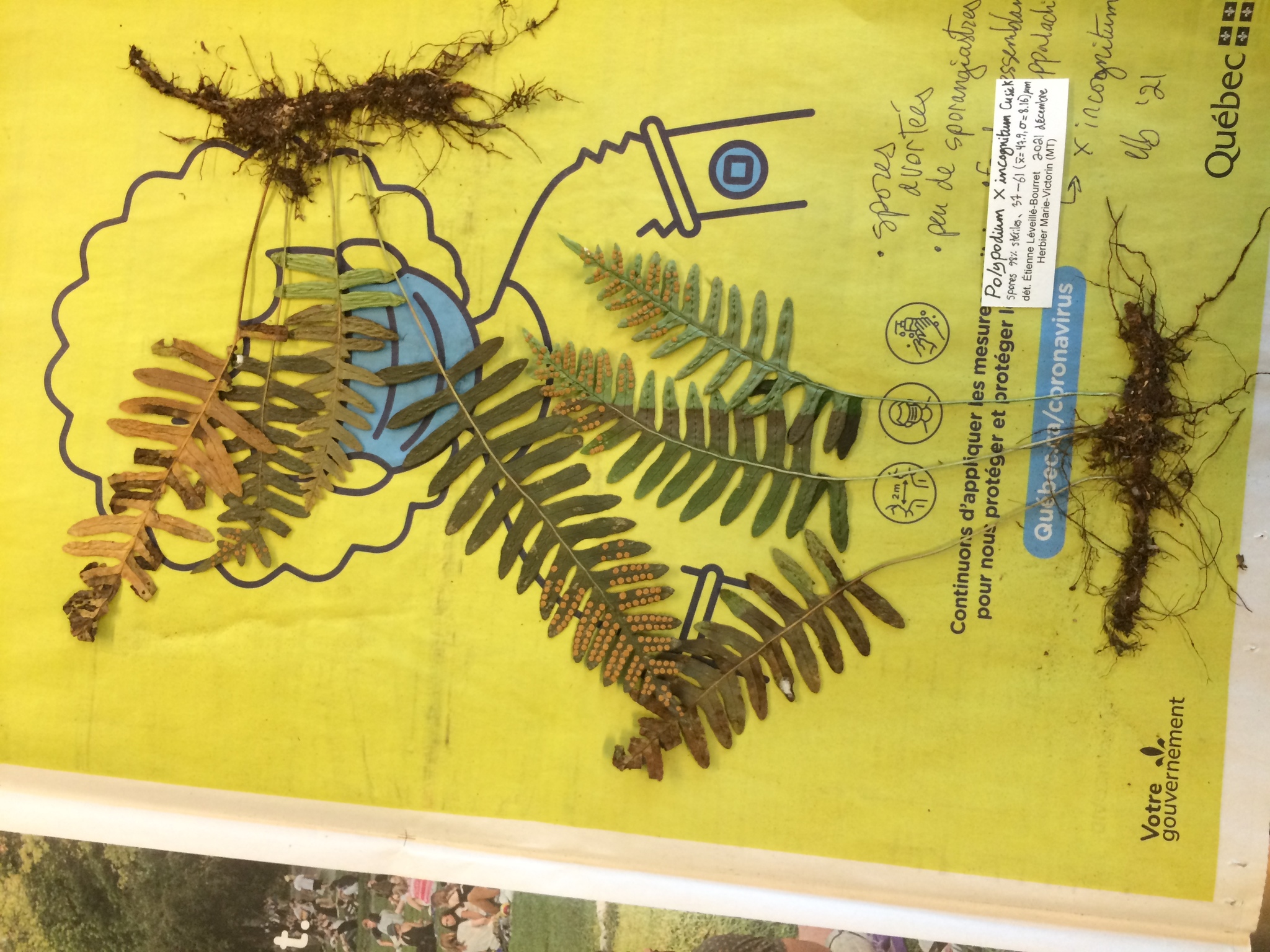 Manton's Polypody (Polypodium ×)