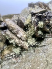 Ramalina siliquosa