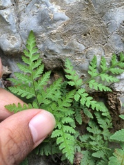 Hypodematium