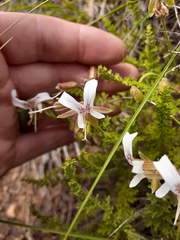 Pelargonium tragacanthoides
