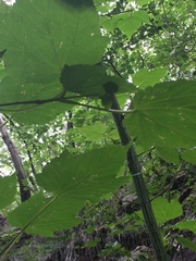 Acer davidii grosseri