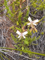 Pelargonium tragacanthoides