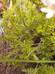 Pelargonium tragacanthoides