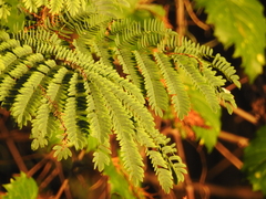 Paraserianthes