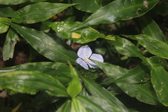 Coleotrype natalensis