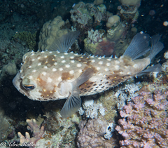 Cyclichthys spilostylus