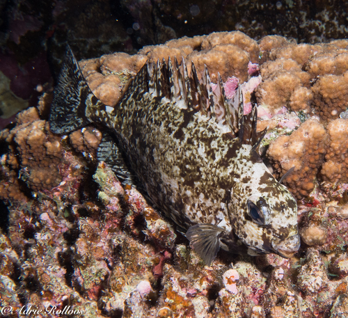 Dusky Spinefoot, photo 7 of 8