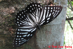 Penthema lisarda lisarda