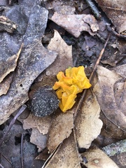 Tremella mesenterica