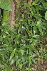 Coleotrype natalensis