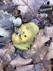 Scleroderma citrinum