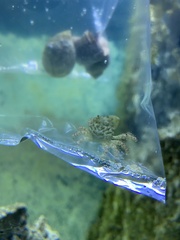 Mithraculus sculptus