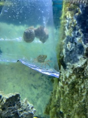 Mithraculus sculptus
