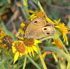 Stegosatyrus periphas