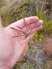 Eustachys paspaloides