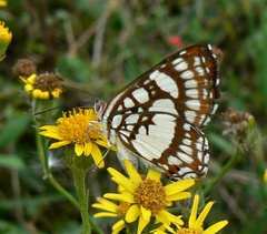 Ariconias glaphyra