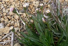 Erigeron calderae