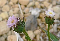 Erigeron calderae