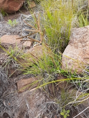 Eustachys paspaloides